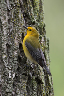 prothonotary warbler 6326s.jpg