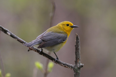 prothonotary warbler 6341s.jpg