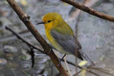 prothonotary warbler 6376s.jpg