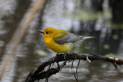prothonotary warbler 6633s.jpg