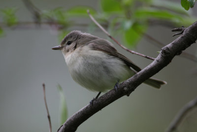 Birds at Magee Marsh