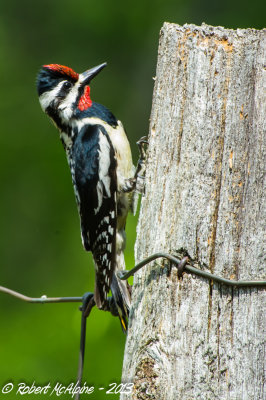Male