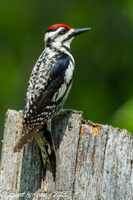Female