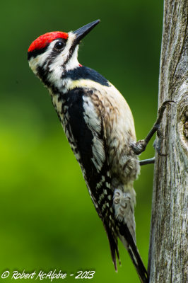 Female
