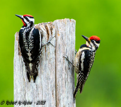 Yellow-bellied Sapsucker - (Sphyrapicus varius) - Pic maculé