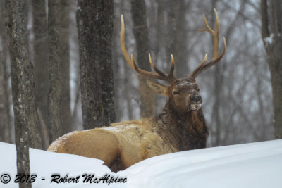 Elk (Wapiti) - (Cervus canadensis)