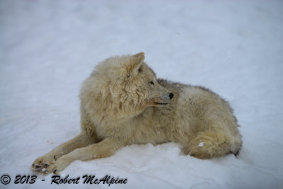 Arctic Wolves - (Canis lupus arctos)
