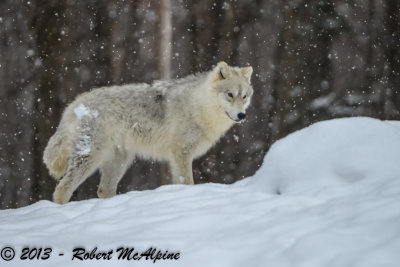 Parc Omega - captive animal