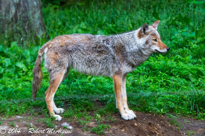 Tribe Canini - related to wolves