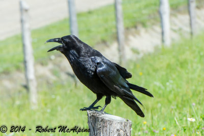 Common Raven  -  (Corvus corax)  -  Grand corbeau