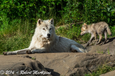 Arctic Wolves - (Canis lupus arctos)