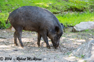 Family Suidae - pigs and warthogs