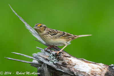 Grasshopper Sparrow  -  (Ammodramus savannarum)  -  Bruant sauterelle  