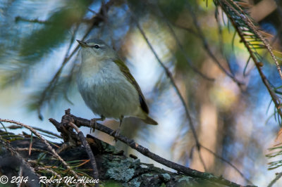 Tennessee Warbler  -  (Vermivora peregrina)  -  Paruline obscure