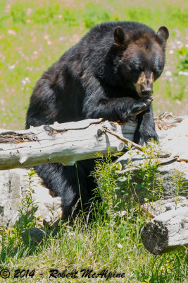 American Black Bear - (Ursus americanus)