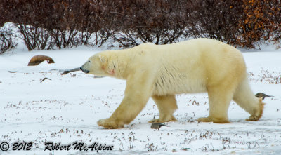 Polar Bear - (Ursus maritimus)