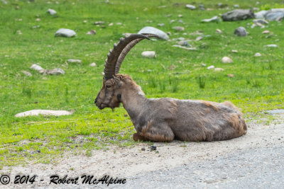 Alpine Ibex - (Capra ibex)
