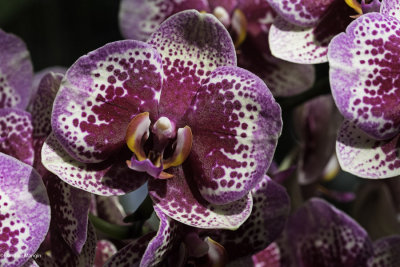 1001 orchidées