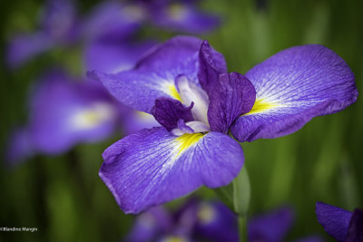 Iris 2014