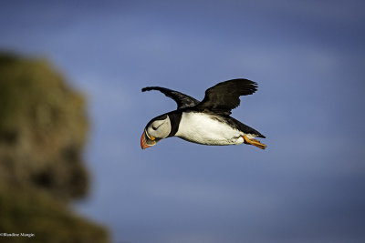 Terre d'oiseaux : les macareux