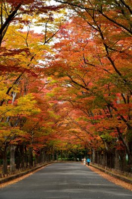 Kyoto Botanical Garden