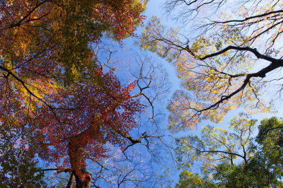 Shimo-kamo Shrine at Kyoto