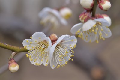 Baika sai 2014