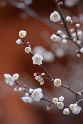 Baika sai 2014