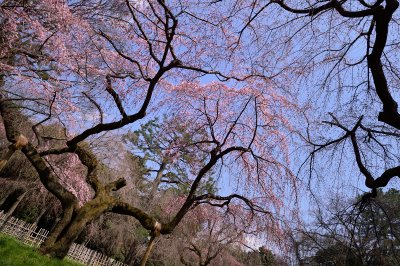 Sakura 2014 at Kyoto