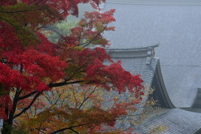 Jingo-ji Temple at Kyoto 2014