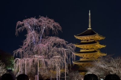Fuji Sakura Toji Temple at Kyoto