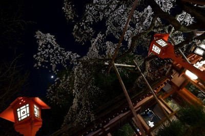 Sakigake Sakura Hirano Shrine Kyoto