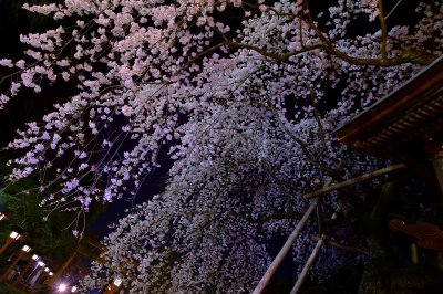 Sakigake Sakura Hirano Shrine Kyoto