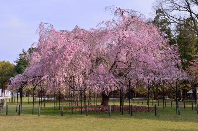 Saioh Sakura Kamigamo Shrine Kyoto