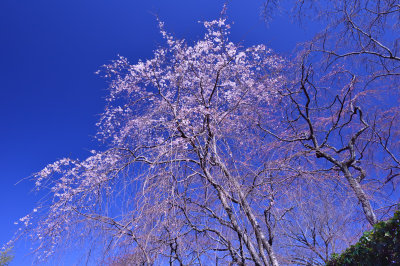 Sakura 2016 at Kyoto