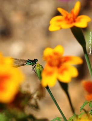 odonata