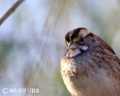 White Throated Sparrow