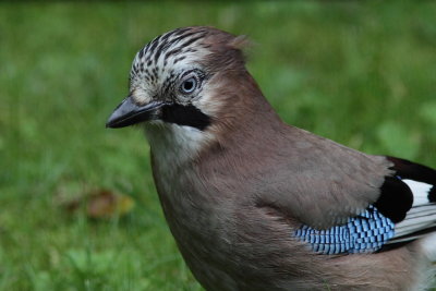 Gaai - Jay