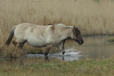 Konikpaard - Konik Horse
