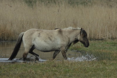 Konikpaard - Konik Horse