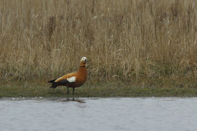 Casarca - Ruddy Shelduck