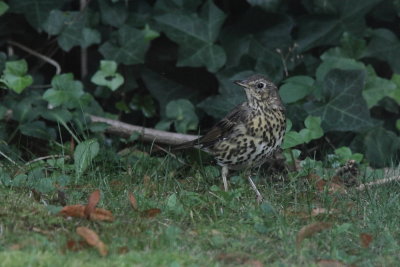 Zanglijster - Song Thrush