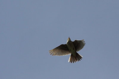 Boompieper - Tree Pipit
