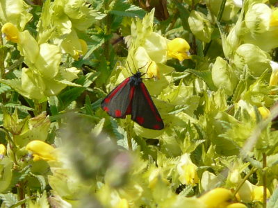 St. Jacobsvlinder - Cinnabar