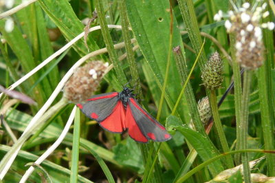 St. Jacobsvlinder - Cinnabar