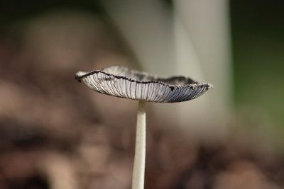Hazenpootje - Hare's Foot Inkcap