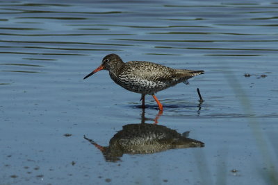 Tureluur - Redshank