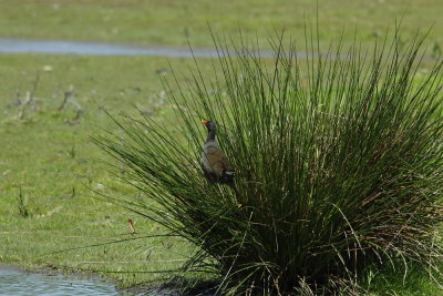 Waterhoen - Moorhen