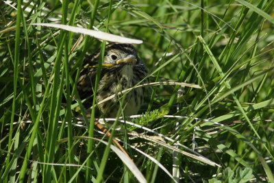 Graspieper - Meadow Pipit