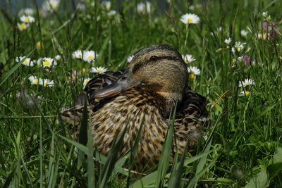 Wilde Eend